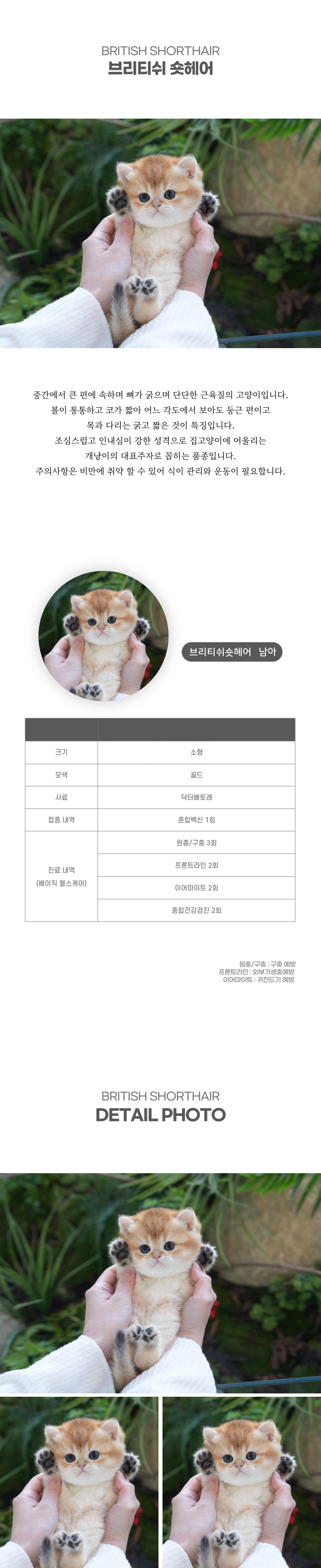브리티쉬숏헤어_상세이미지_2